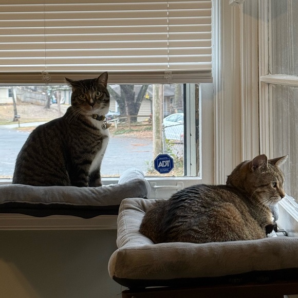 Meet your Posher, Simmie - Picture 4 of 7